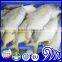 Frozen seafood golden pompano/golden pomfret