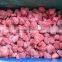 CHINA IQF fragaria ananassa