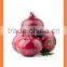 Export bulk chinese Best quality fresh red onion