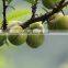 plum tree seedling