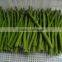 Top quality Frozen green asparagus for 1 kg packed per carton