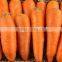 Chinese Fresh Carrot in Bottom Price