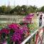 SOL 2015 New Design Hanging Fence Flower Railing Planter
