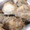 High quality Best-selling , types of seafood , scallops with one/two shells