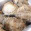 High-grade Hokkaido scallop shell , with one/two shells , made in Japan