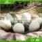 KAWAH Amusement Theme Park Fiberglass Dinosaur Eggs
