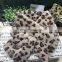 Plush keep warm leopard scarf