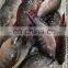 wholesale tilapia frozen tilapia fish Oreochromis Niloticus