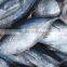 Frozen yellowfin tuna fish