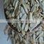 Sunflower Kernels to Sell for food industry