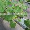 Plant rockwool , hydroponic rockwool hydroponic system