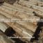 White birch logs, Baltic Birch logs, Latvia Birch logs                        
                                                Quality Choice