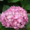 Plant Hydrangea Wedding Hydrangea Bouquet Wedding Bouquets From China