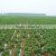 Fresh Holland Potato Bulk on Hot Selling