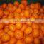 Juicy Baby Mandarin orange , Shatang orange