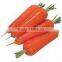 China New Crop Fresh Carrot