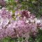 High Quality Lilac Syringa oblata Winter Daphne seeds