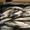 Whole round frozen mackerel fish from frozen fish factory