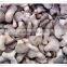 cultivated crops /100% natural china health food mushroom