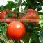 organic Amino acid NPK vigoroot liquid fertilizer