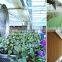 Metal pipe greenhouse tunnel