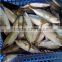 sea cucumber buyer indian mackerel