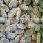 Frozen Boiled Clam Meat Bulk Packing in Shellfish