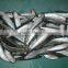 frozen pacific mackerel