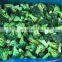 Winter Crop No Worm IQF Broccoli Frozen