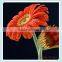 Gerbera type Fresh Gerbera cut flowers and stem part wholesale