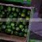 FRESHLY FRESH GREEN LIME FOR SALE 2016