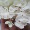 Fragrant aroma top sell fresh white hydrangea