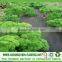 TNT spunbond nonwoven fabric for agricultural freeze protection,weed control