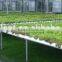 Agricultural Greenhouse Flat Hydroponics