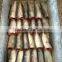 8-10pcs/kg HGT Frozen Sardine for Canning