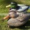 garden used pintail duck decoys/mallard hunting decoys
