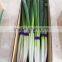 Fresh long onion/shallot from factory