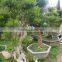 Syzygium buxifolium Hook. et Arn for ornamental outdoor landscaping beautiful bonsai plants