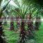 Washingtonia filiferaLinden.Wendland of outdoor ornamental decrotive landscaping palm trees plants