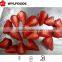 Hot!! 2015 crop best price Frozen IQF Strawberry fruit China