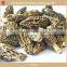 Dried Morel