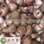 Fresh shiitake mushroom China low prices wholesale spawn cultivation