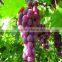 agricultural 20% crystal Gibberellic Acid