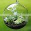 Transparent Bubble Round Shape Vase Flower Plant Water Container for Home Office