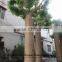 foliage plants decorative artificial banyan tree