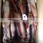 japanese squid live squid for sale