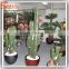 Home decor artificial crafe cactus plant all kinds of cactus and succulent artificial plants