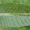 Psidium Leaf