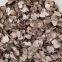 Factory Price Premium Quality Chinese Wild Dried Mushroom Black Truffle (1-4CM&4-6CM)