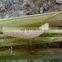 63% Monosultap 6% Bt control striped rice borer rapid killing effect